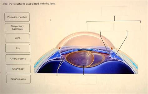 label the structures associated with the lens posterior chamber ...