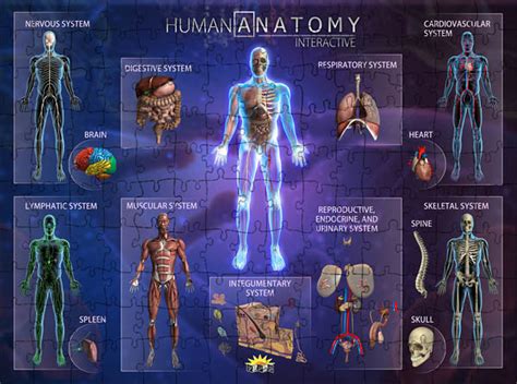 Human Anatomy Smart Puzzle | Popar Toys