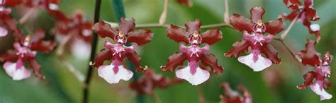 Blooming Oncidium Orchids | Orchid Plant Care