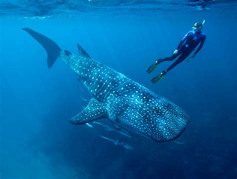 ningaloo-whale-sharks - Australia Liveaboard