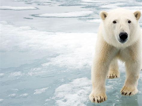 Polar Bear | Species | WWF