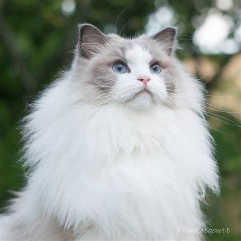 a white and gray cat with blue eyes looking up at the camera while sitting in front of some trees