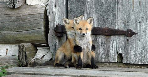 27 Baby Foxes That Are Too Cute To Be True | Bored Panda