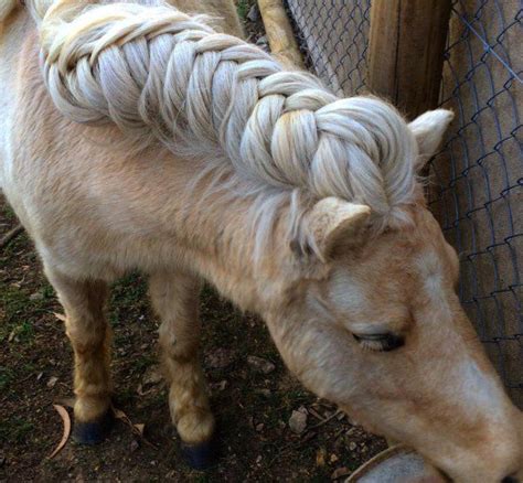 Horse Owners Braid Horse’s Manes For This Reason… - Trendzified