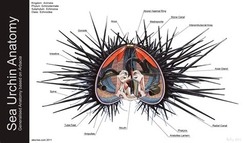 Sea Urchin Anatomy by Abiogenisis on DeviantArt