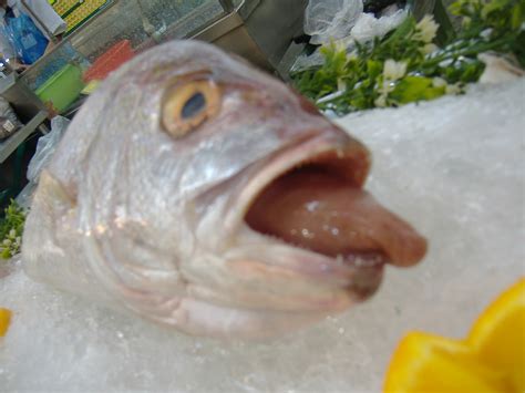 Fish With Tongues