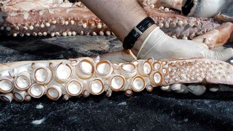 How to Capture a Giant Squid | Mental Floss