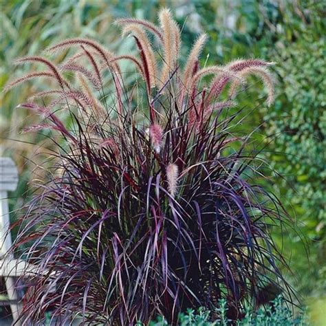 Pennisetum Rubrum liners from Emerald Coast Growers