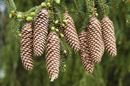 Picea abies/Norway Spruce Tree - Ashtrees Nursery