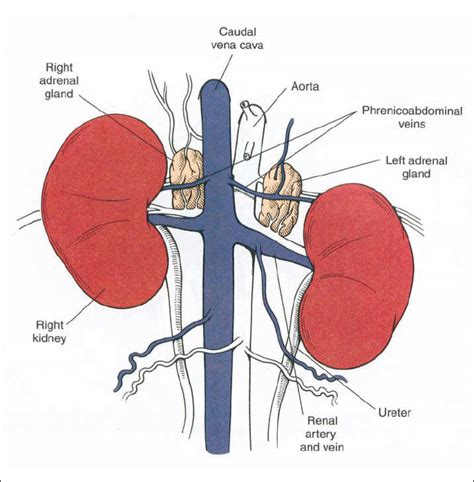 Adrenalectomy – nursing considerations by Claire Bloor - British ...