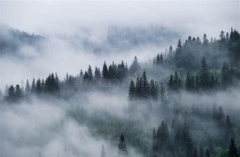 Foggy Forest in the Mountains. Landscape with Trees and Mist. Landscape after Rain. a View for ...