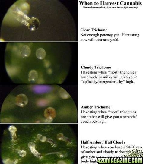 Pictures on when to harvest - Trichome colours | 420 Magazine