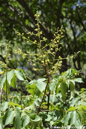 Chinese Flame Tree - Good Shade Trees for the Desert Southwest Garden ...