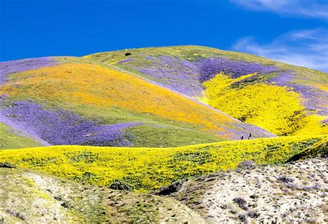 Wildflowers at the Carr Plain National Monument - Puzzle Factory