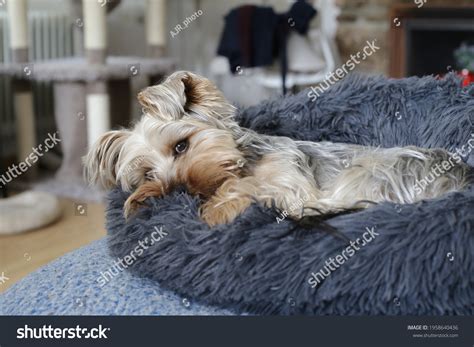 807 Sleeping Yorkie Images, Stock Photos & Vectors | Shutterstock