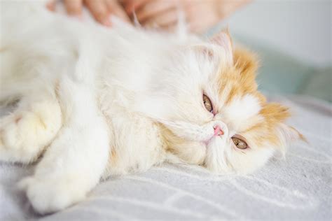 Your Guide to Long Haired Cat Care | Dr. Elsey's