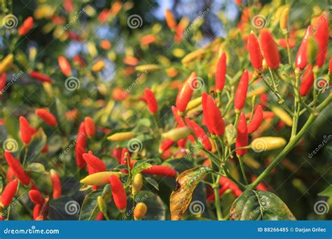 Tabasco chili peppers stock image. Image of chili, tabasco - 88266485