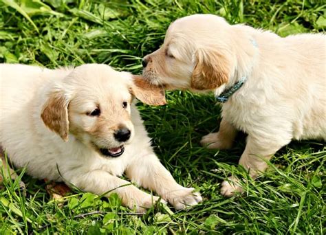 Puppy Behavior - Confused? Don't Be!