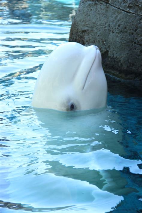 Vancouver Aquarium Beluga Encounter | Vancouver aquarium, Spring break getaways, Sunriver