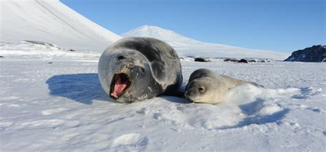 The Weddell Seal | Critter Science