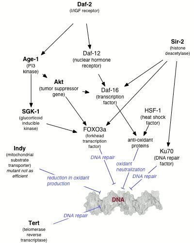 Genetics of aging - Alchetron, The Free Social Encyclopedia