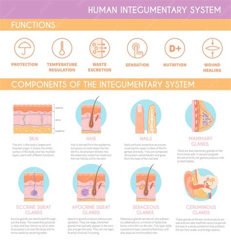 Free Vector | Human integumentary system functions and components infographics poster with cross ...