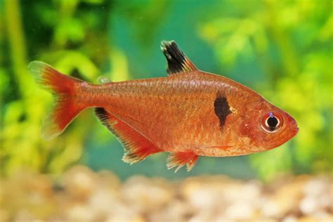 Serpae Tetra Care Guide: Needs, Diet, Tank Mates & Breeding