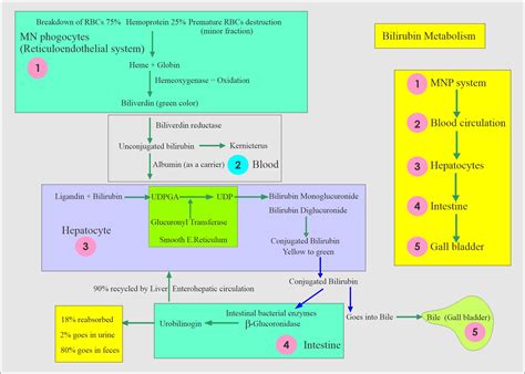 bilirubin metabolism,