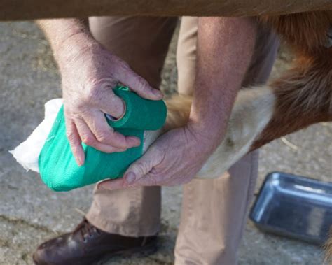 Hoof Abscess Poultice - Horse Health Programme