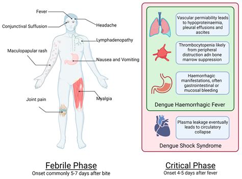 Pptx Dengue Fever Dengue Shock Syndrome Dokumen Tips - vrogue.co