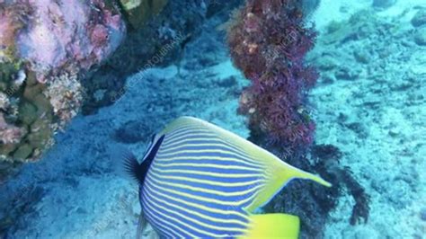 Emperor angelfish - Stock Video Clip - K004/9729 - Science Photo Library