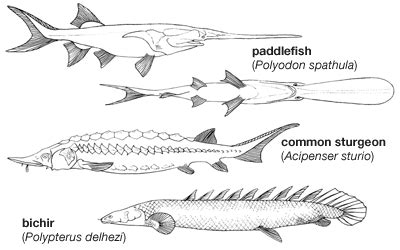 Paddlefish | Characteristics & Facts | Britannica