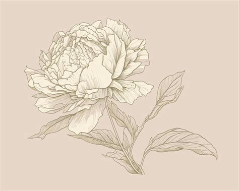 Premium Vector | Peony Flower drawing sketch delicate color contour ...