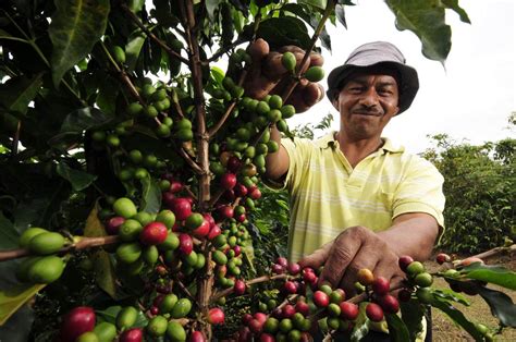 Colombian Coffee Production Up 8% | Q COLOMBIA