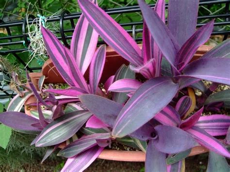 Tradescantia pallida 'Tricolor' / 'Pink Stripes' (AKA Setcreasea ...