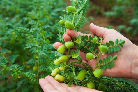 Pin on Green Thumb