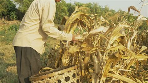 Farmer Harvesting Corn in a Stock Footage Video (100% Royalty-free) 10048478 | Shutterstock