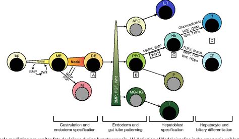 Figure 2 from Orchestrating liver development | Semantic Scholar