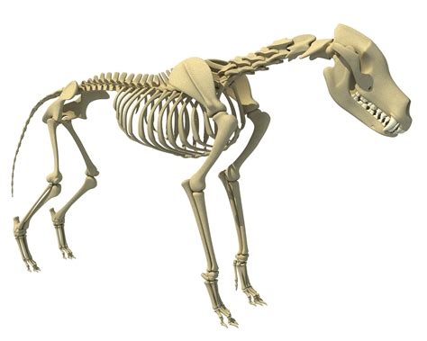 Wolf Skeleton | Skeleton model, Animal skeletons, 3d model