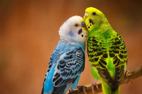 HD wallpaper: A couple parrots, 2 birds, branch | Wallpaper Flare