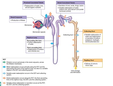 An Overview of Urine Formation | Medical school studying, Biology facts, Nursing school survival