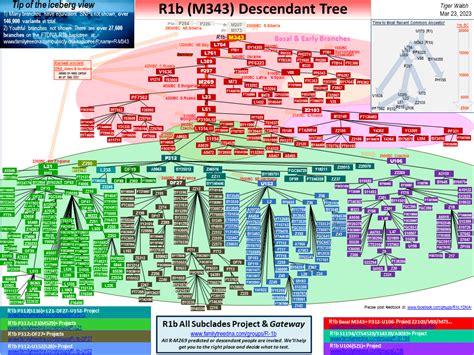 R _R1b ALL Subclades - Overview | FamilyTreeDNA