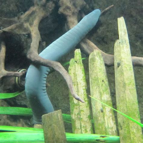 Aquatic Caecilians