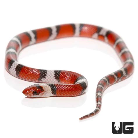 Scarlet Snakes (Lampropeltis triangulum elapsoides) For Sale - Underground Reptiles