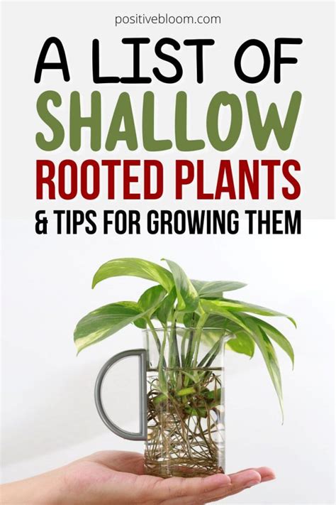 A List Of Shallow Rooted Plants And Tips For Growing Them