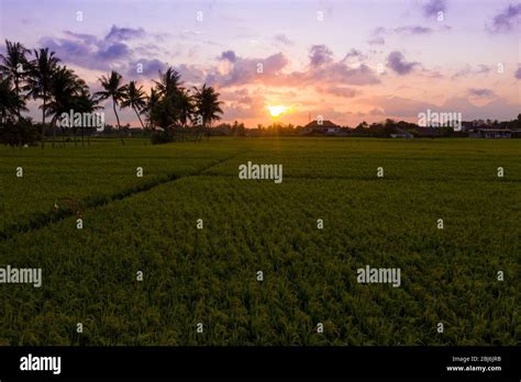 Sunrise above rice field. Nature landscape of rice terraces. Bali Stock ...