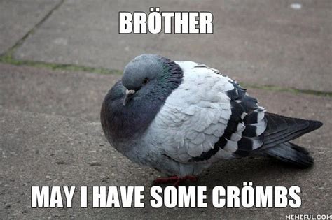 a pigeon sitting on the ground with caption that reads, brother may i ...