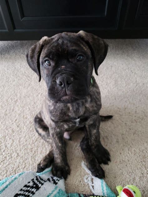 Brindle Bullmastiff puppy | Bull mastiff dogs, Bull mastiff, Bull mastiff puppies