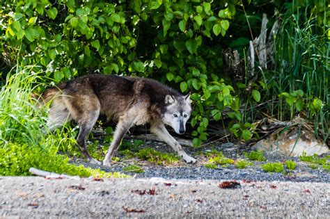 Alaska Magazine | For Hungry Wolves, Sea Otters are on the Menu