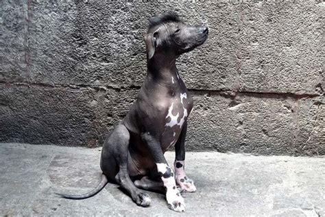 Peruvian Inca Orchid Dog Breed Information American Kennel Club | atelier-yuwa.ciao.jp